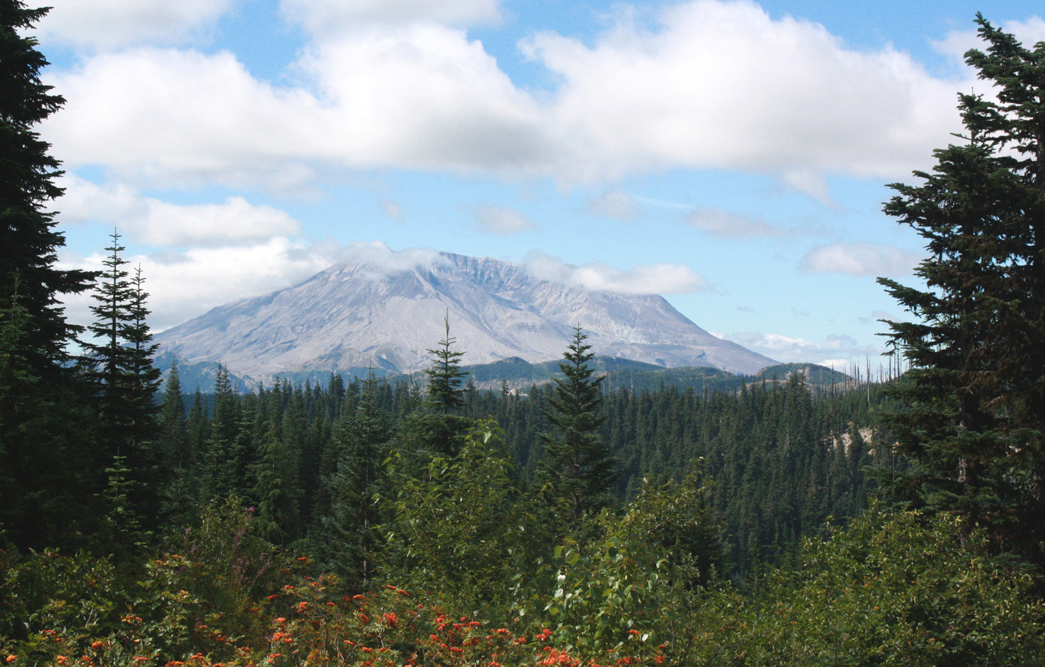 MtStHelens BeaverM